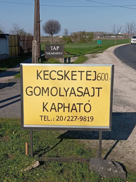Friss hazi kecsketej,kecskesajt eladó!