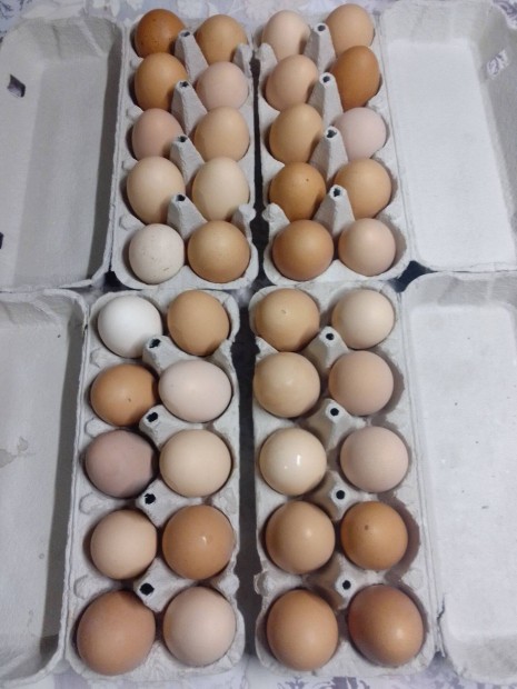 Friss házi tojás eladó Győrszentivánon 80 Ft_db áron