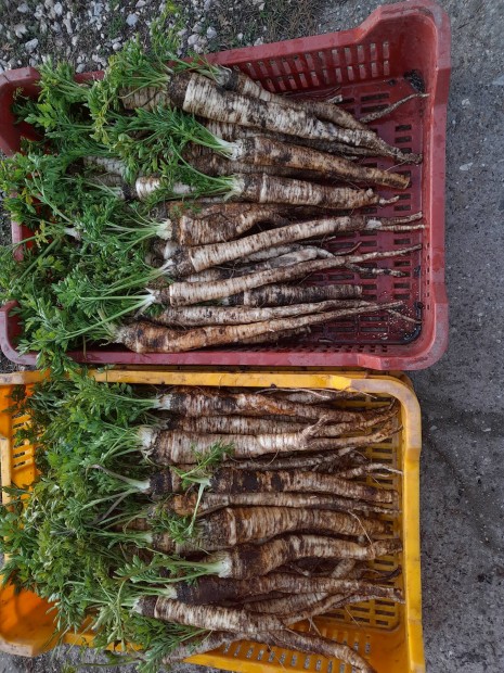 Frissen szedett vegyszermentes petrezselyem elad!