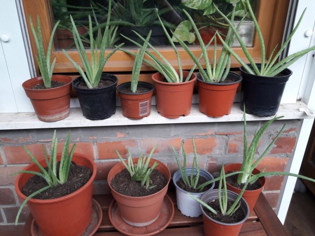Frissen ültetett aloe vera tövek