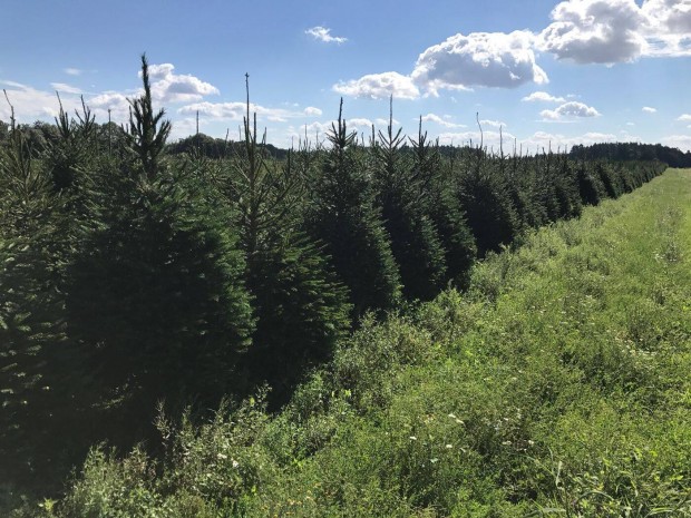 Frissen vgott Nordmann fenyfa elrhet decemberben