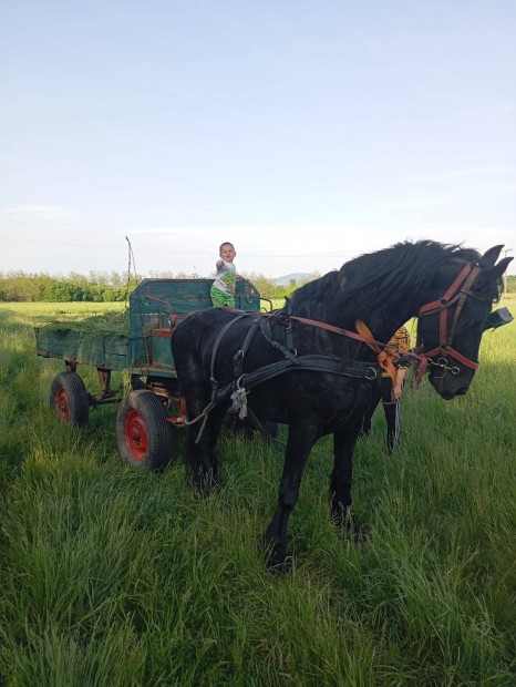 Friz kanca ló eladó vagy cserélhető