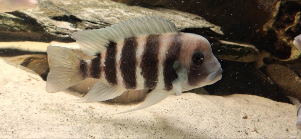 Frontosa Kigoma 7 cskos