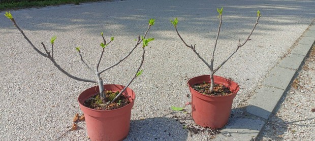 Füge, Ficus carica cserépben eladó 3500 Ft !
