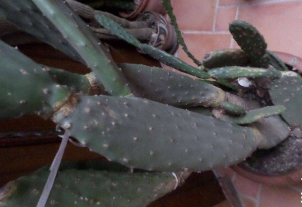Fge kaktusz medvetalp 20 ves 130 cm