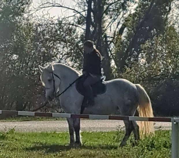 Full belovagolt, bekocsizott Andalz flvr kanca. 