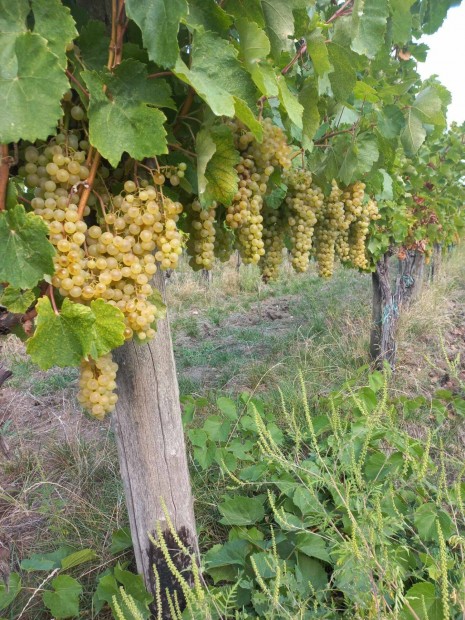 Furmint, hrslevel minsgi szl elad Szerencsen