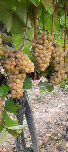 Furmint szl cefre