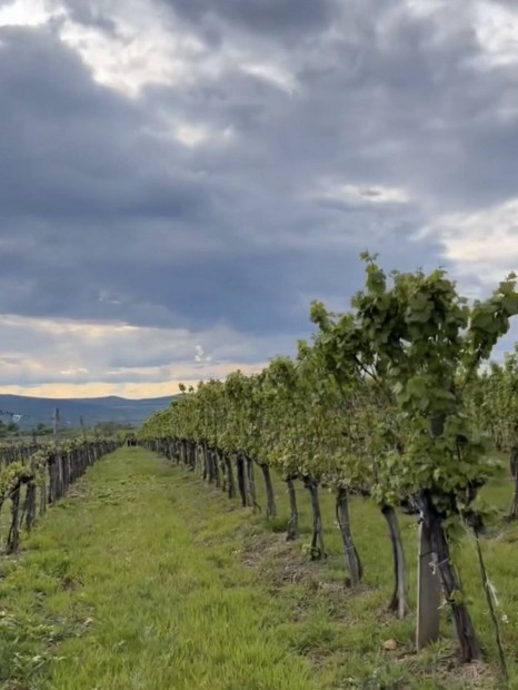 Furmint sz�l� ter�let M�d Holdv�lgy / Tokaj Hegyalja 