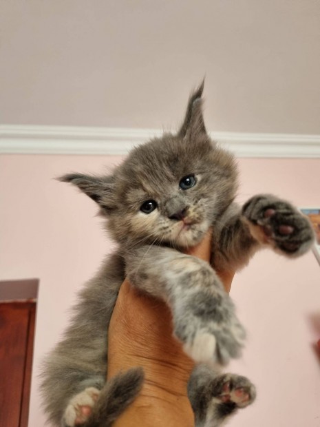 Fst Maine Coon lnykk csaldra vrnak