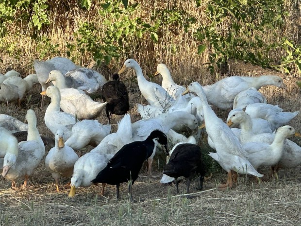 Futkacsa elad