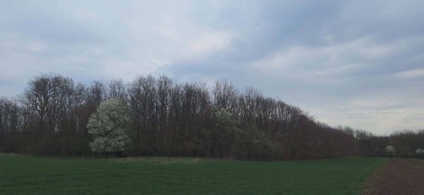 G�borj�n mellett 15 hekt�r erd� elad�!