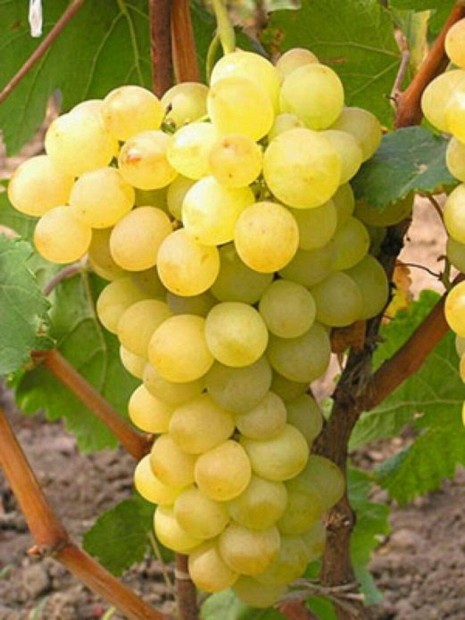Galahad gyökérnemes ,ellenálló szőlő csemeték eladók