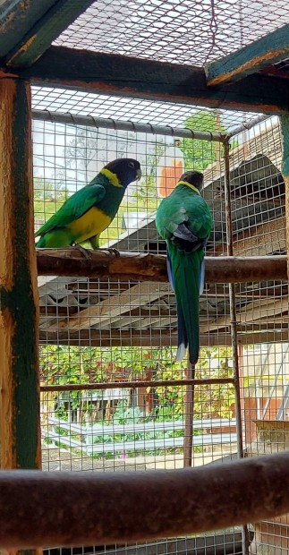 Gallros papagj