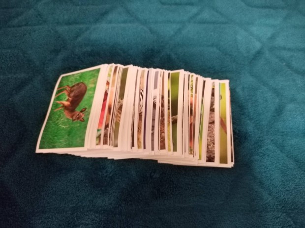 Garfield állati rekordok 2. Spar matrica