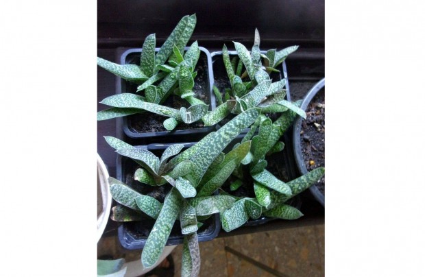 Gasteria darslevl sarjak egyben vagy kln jpest kzpont kzelben