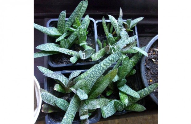 Gasteria darslevl sarjak egyben vagy kln jpest kzpont kzelben