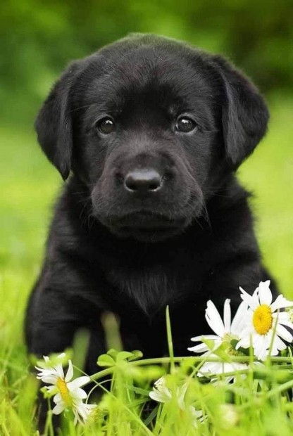 Gazdikeres Labrador Retriever kan