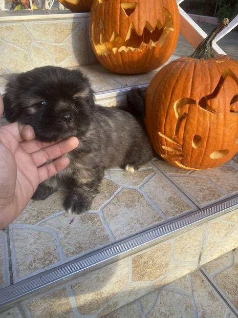 Gazdit keresnek bichon havanese jelleg kiskutyk 