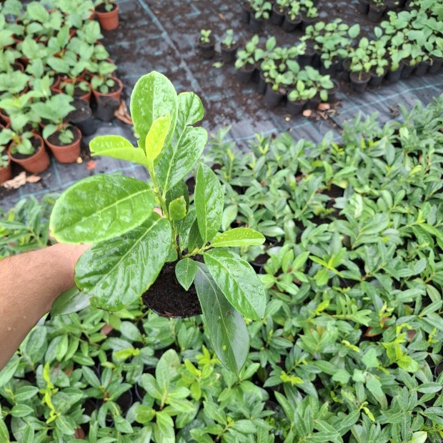 Genolia babérmeggy 20cm