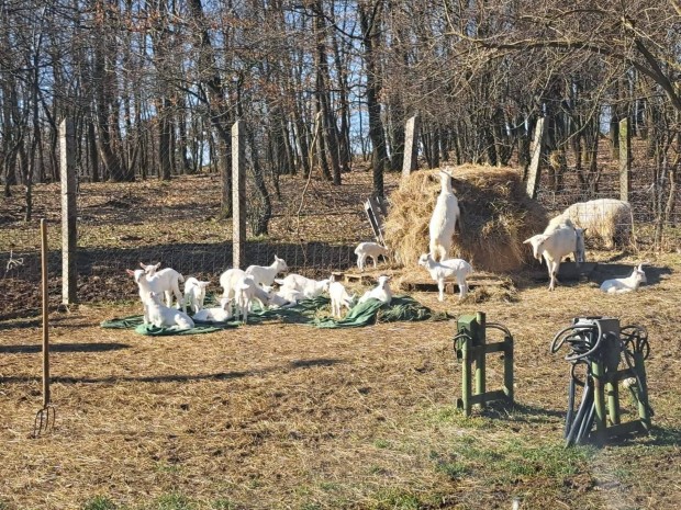 Gid�k,b�r�nyok