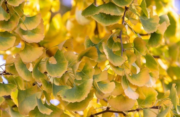 Ginkgo Biloba, Pfrnyfeny csemete