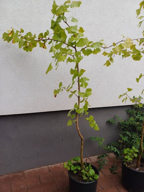 Ginko biloba, pfrnyfeny, feny csemete 150+ cm magas