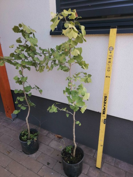 Ginko biloba, pfrnyfeny, feny csemete 150+ cm magas