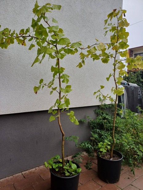 Ginko biloba, pfrnyfeny, feny csemete 150+ cm magas