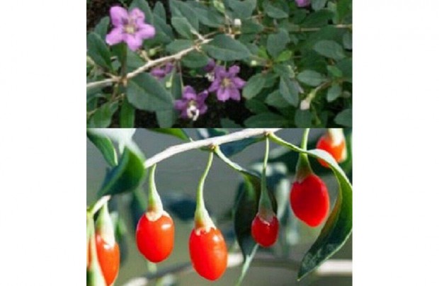 Goji bogy (Lycium barbarum)