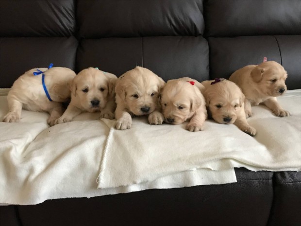 Golden Retriever