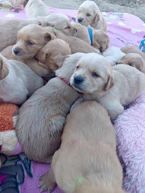 Golden Retriever Arany babák