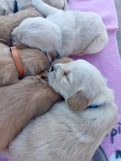Golden Retriever Arany kutyusok