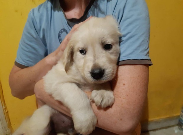 Golden Retriever Jellegű Nem törzskönyvezettek