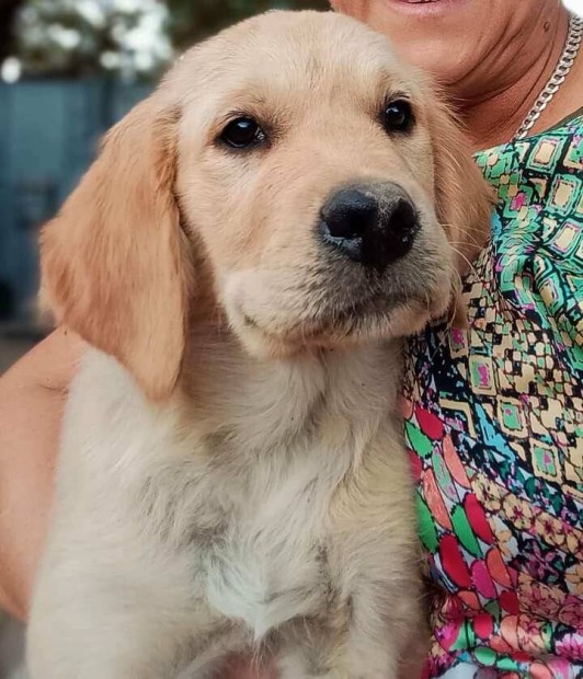 Golden Retriever Trzskonyvezett kan kiskutya