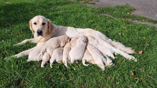 Golden Retriever jelleg kiskutyk