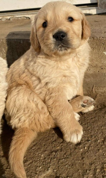 Golden Retriever jelleg kutya ingyen elvihet