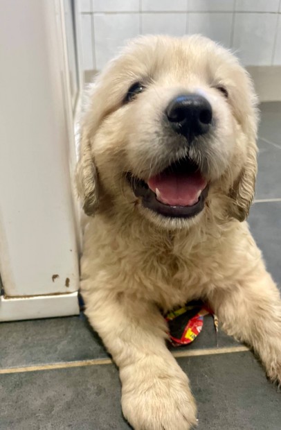 Golden Retriever kisfi