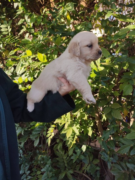 Golden Retriever kiskutyk