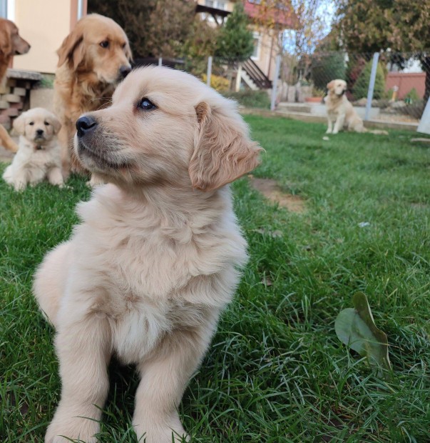 Golden Retriever kiskutyk