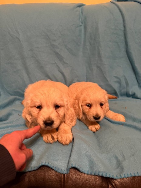 Golden Retriever kiskutyk