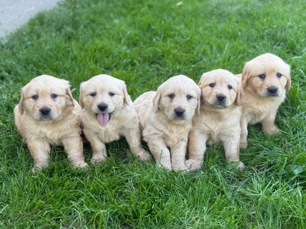 Golden Retriever kiskutyák gazdisodnának