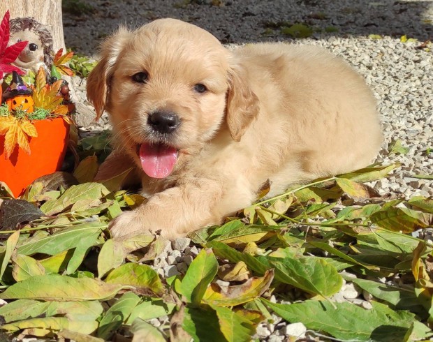 Golden Retriever klyk kutyusok