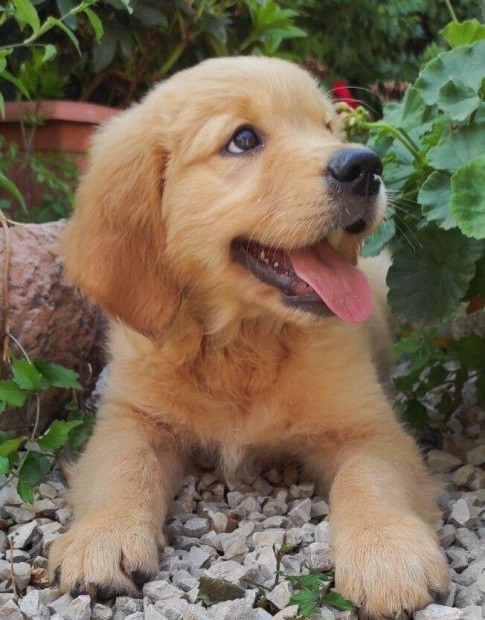 Golden Retriever klyk kutyusok