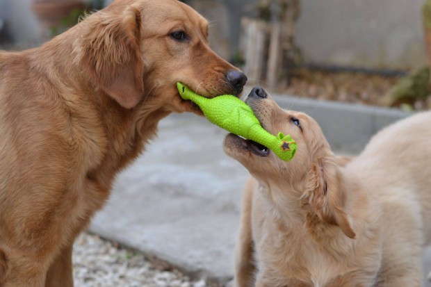 Golden Retriever klyk kutyusok