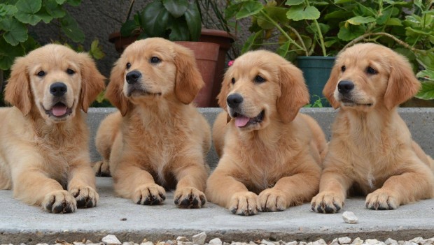 Golden Retriever klyk kutyusok