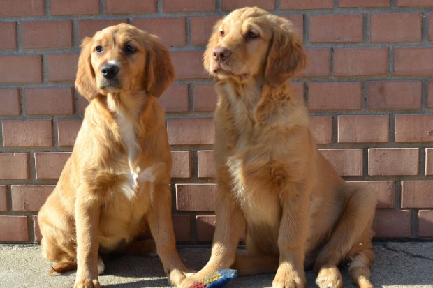 Golden Retriever klyk kutyusok