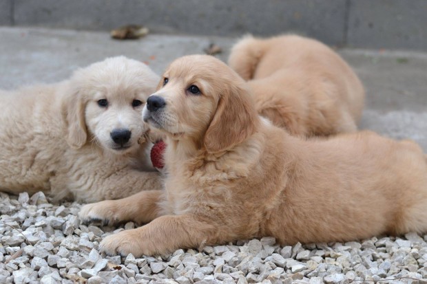 Golden Retriever klyk kutyusok