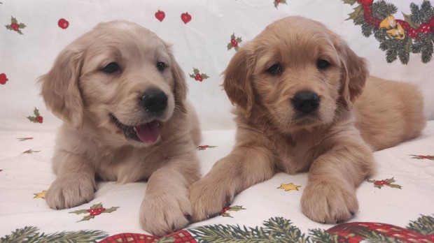 Golden Retriever klyk kutyusok