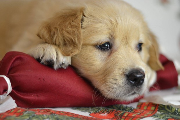 Golden Retriever klyk kutyusok